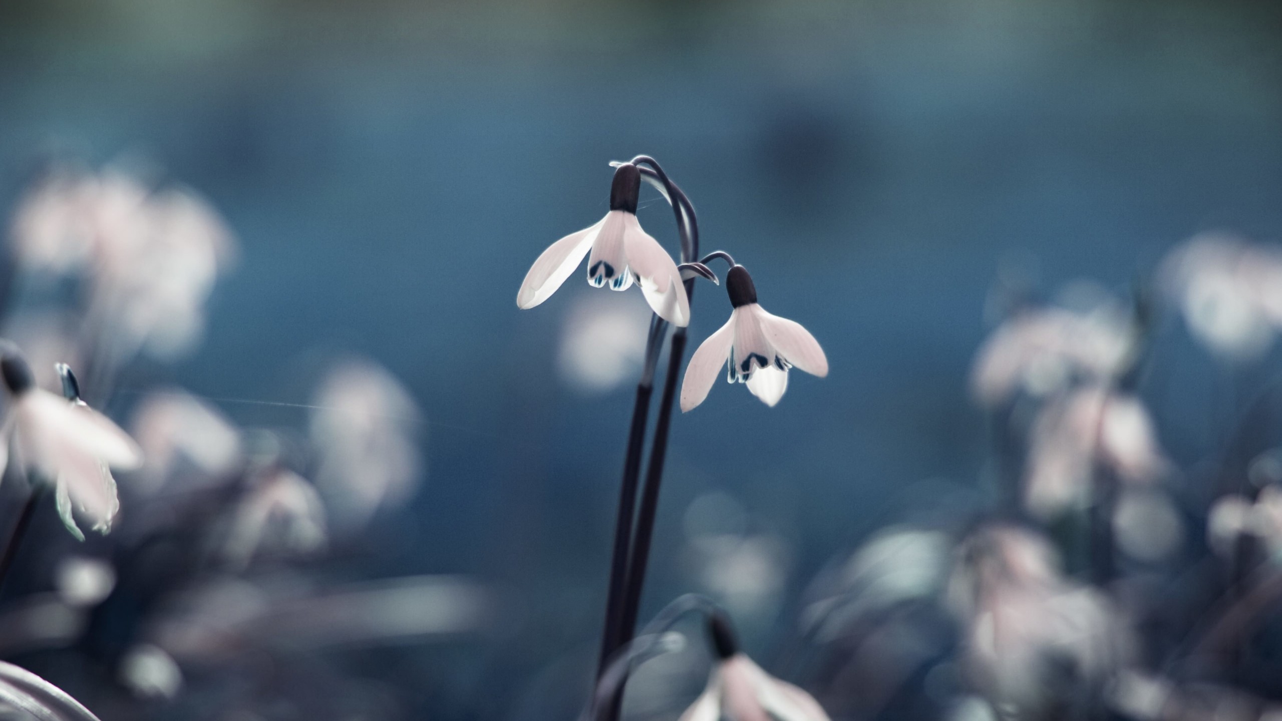 Snowdrop "Galanthus" Wallpaper for Social Media YouTube Channel Art