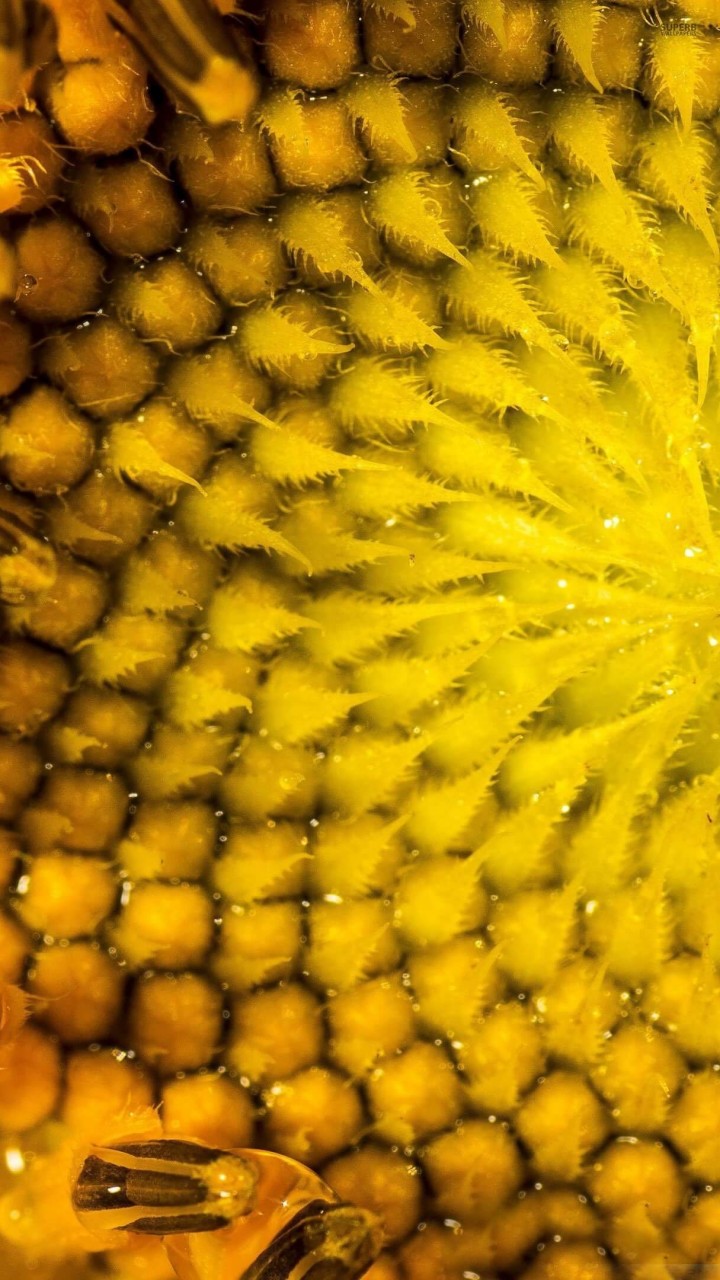 Sunflower Macro Wallpaper for Xiaomi Redmi 1S