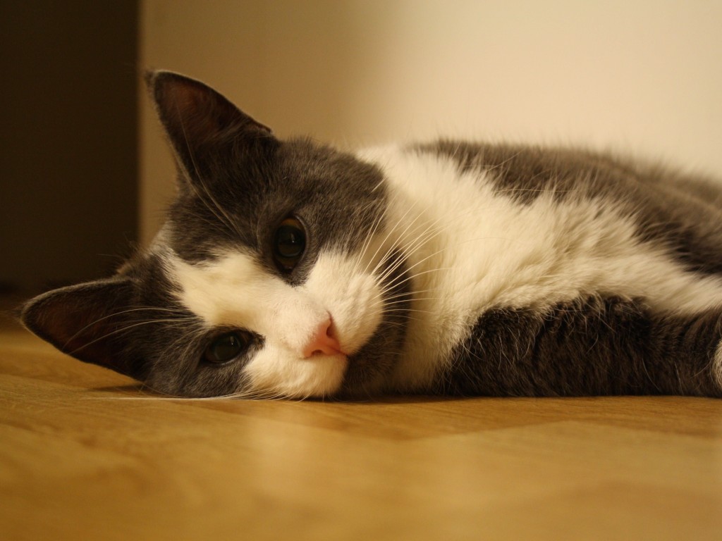 Sweet Cat Lying On The Floor Wallpaper for Desktop 1024x768
