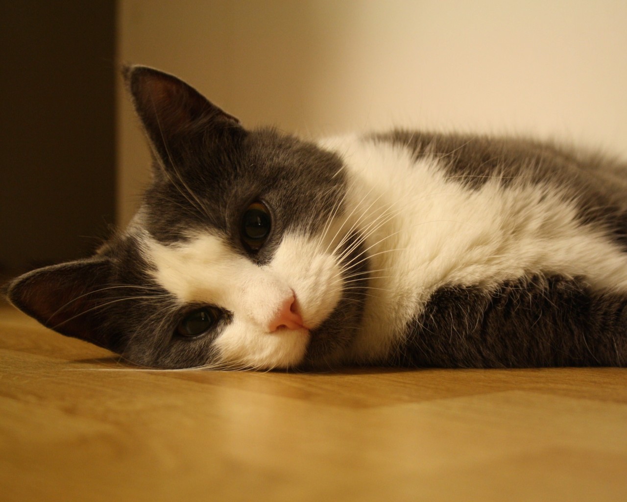 Sweet Cat Lying On The Floor Wallpaper for Desktop 1280x1024