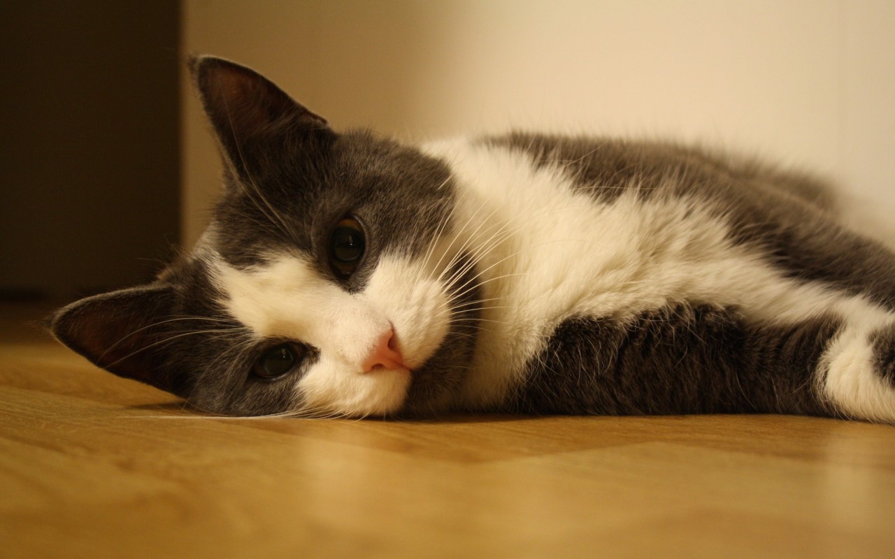 Sweet Cat Lying On The Floor Wallpaper for Desktop 1280x800