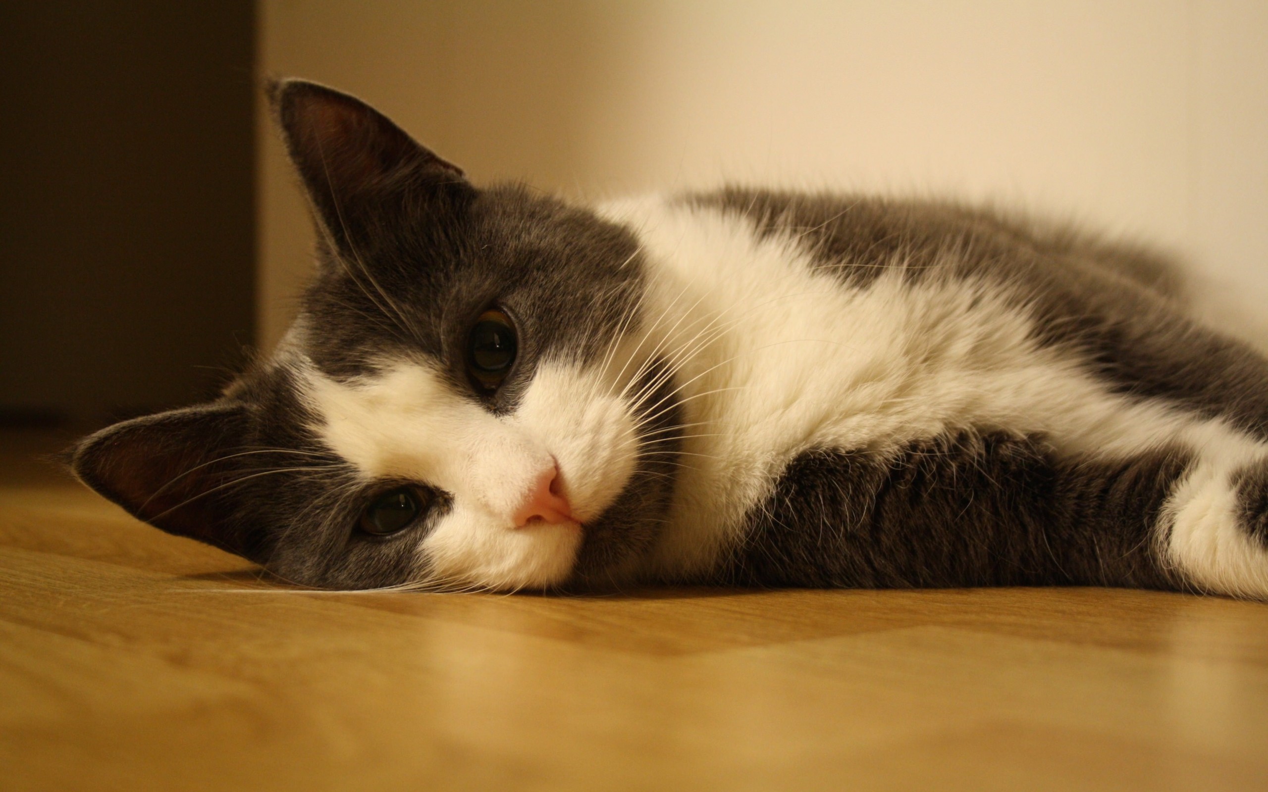Sweet Cat Lying On The Floor Wallpaper for Desktop 2560x1600