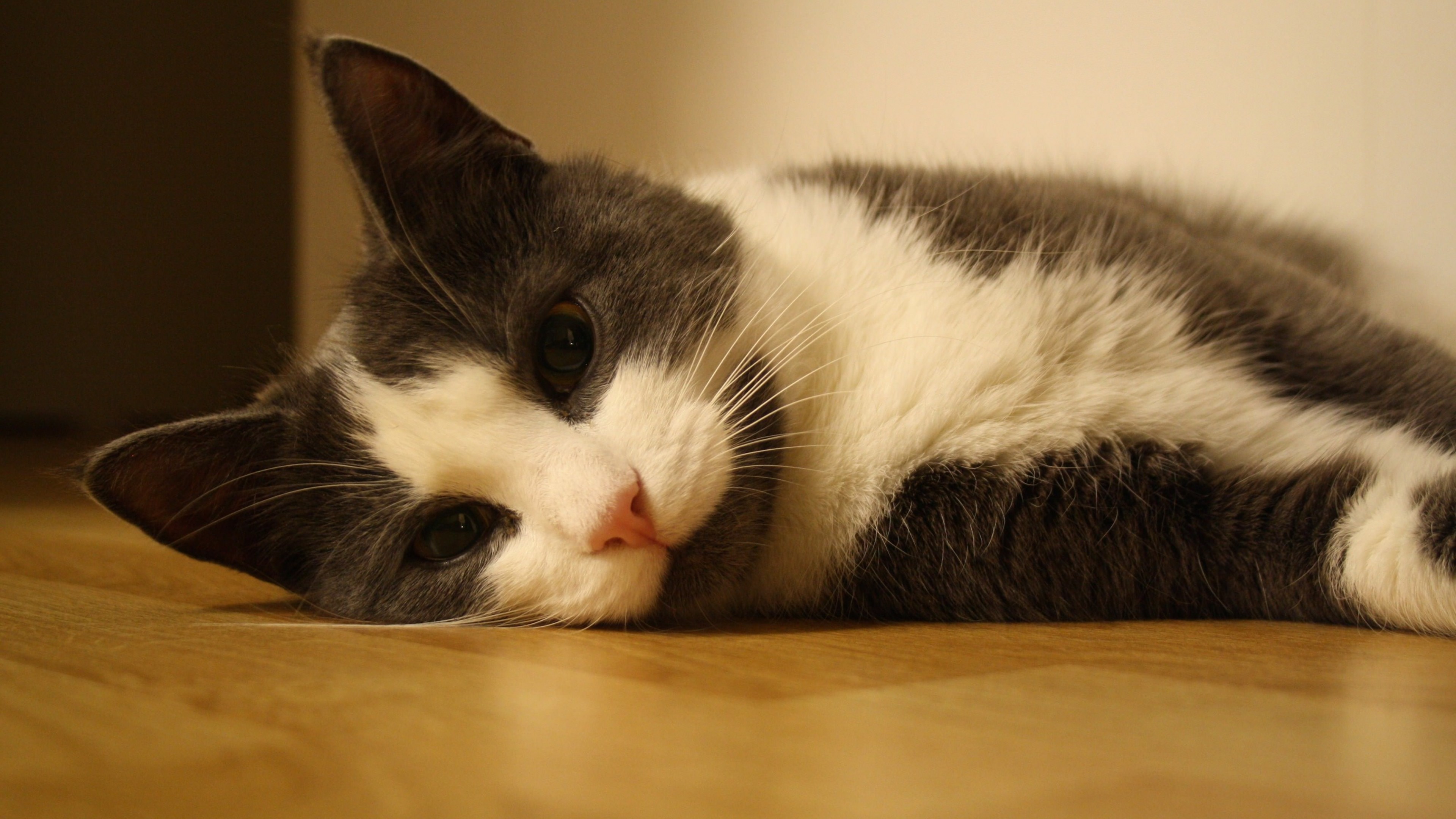 Sweet Cat Lying On The Floor Wallpaper for Desktop 4K 3840x2160