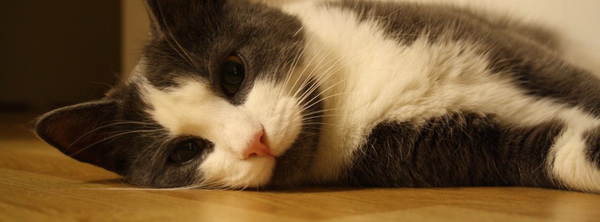 Sweet Cat Lying On The Floor Wallpaper for Social Media Facebook Cover
