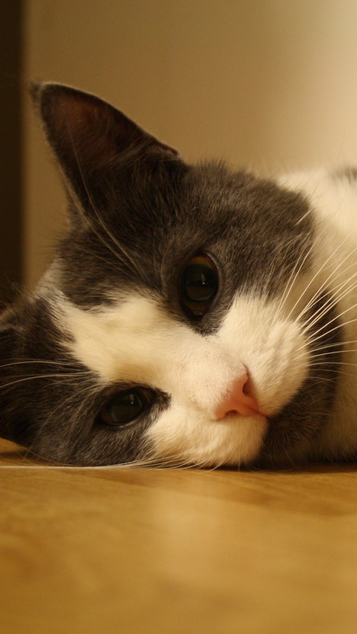 Sweet Cat Lying On The Floor Wallpaper for Google Galaxy Nexus