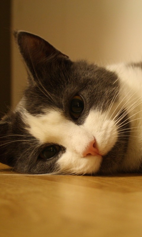 Sweet Cat Lying On The Floor Wallpaper for HTC Desire HD