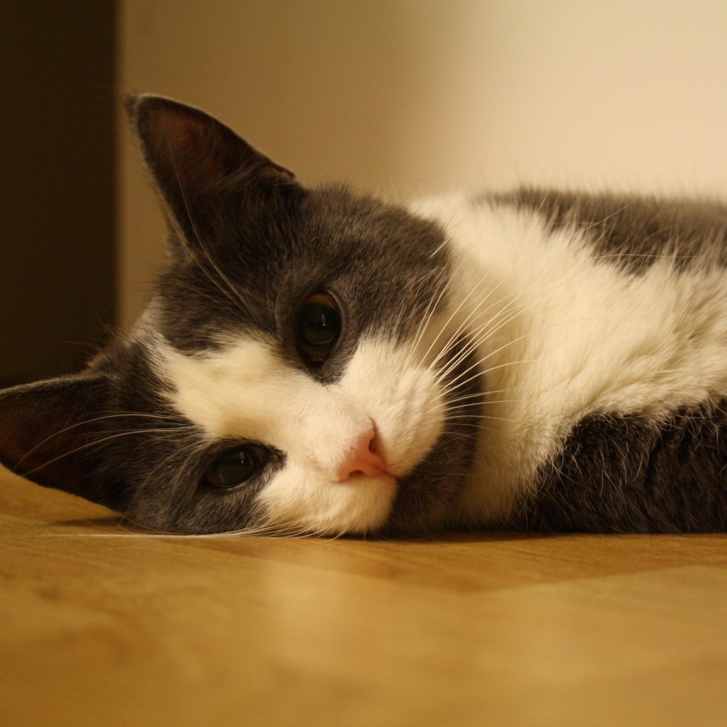 Sweet Cat Lying On The Floor Wallpaper for Apple iPad 2