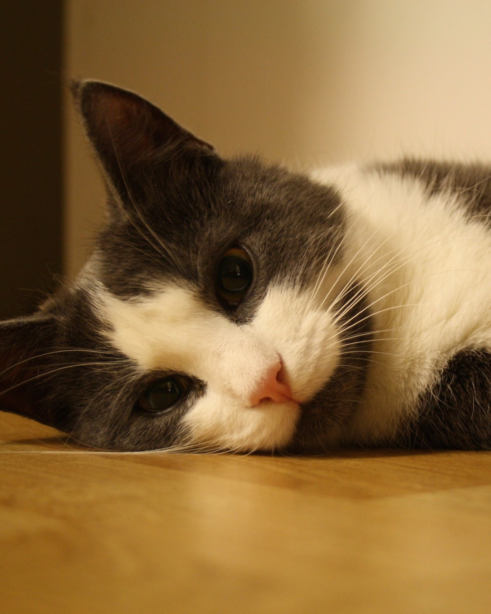 Sweet Cat Lying On The Floor Wallpaper for Google Nexus 7