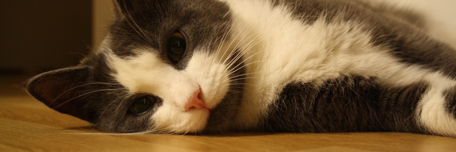 Sweet Cat Lying On The Floor Wallpaper for Social Media Twitter Header