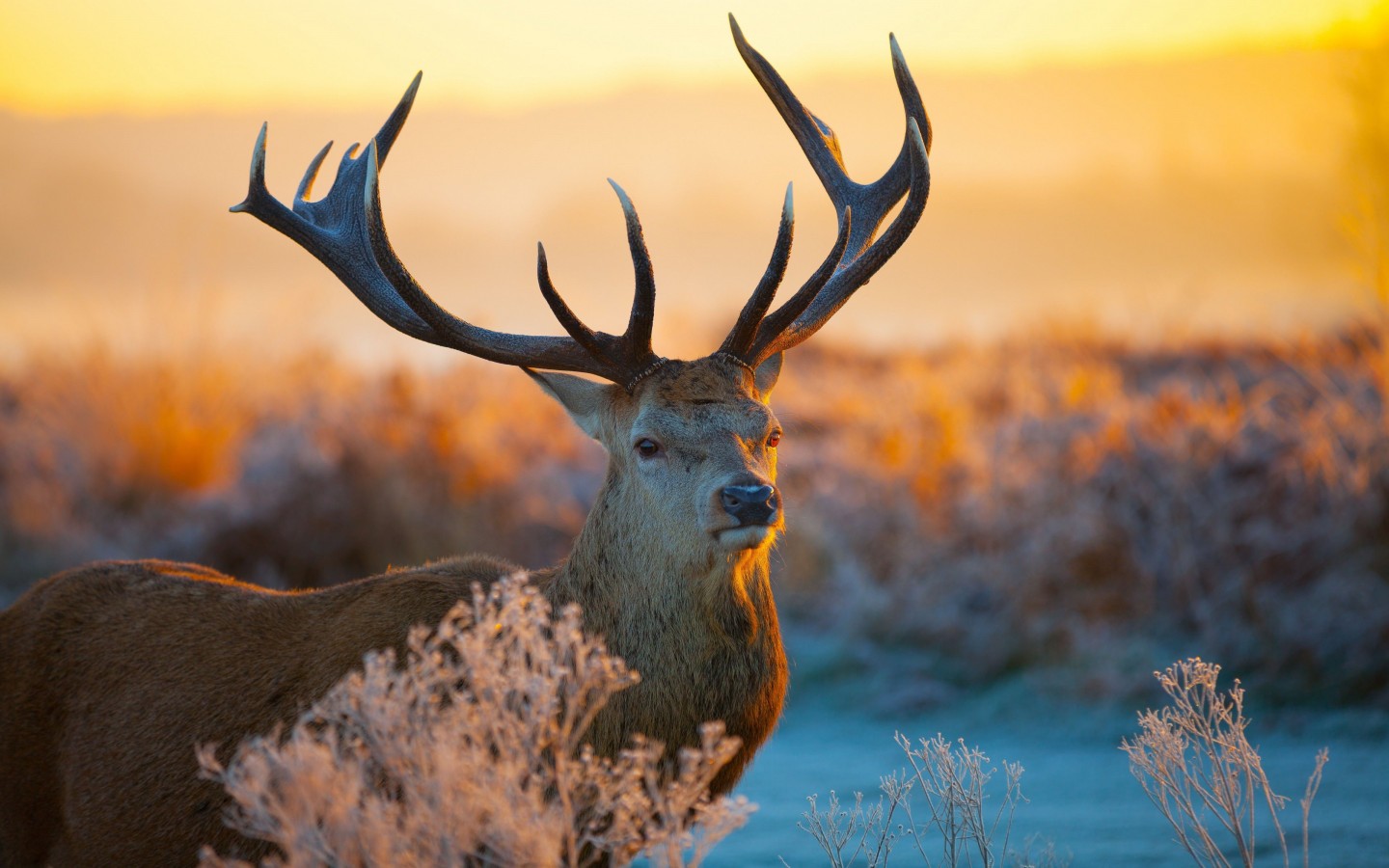 Tailed Deer Wallpaper for Desktop 1440x900