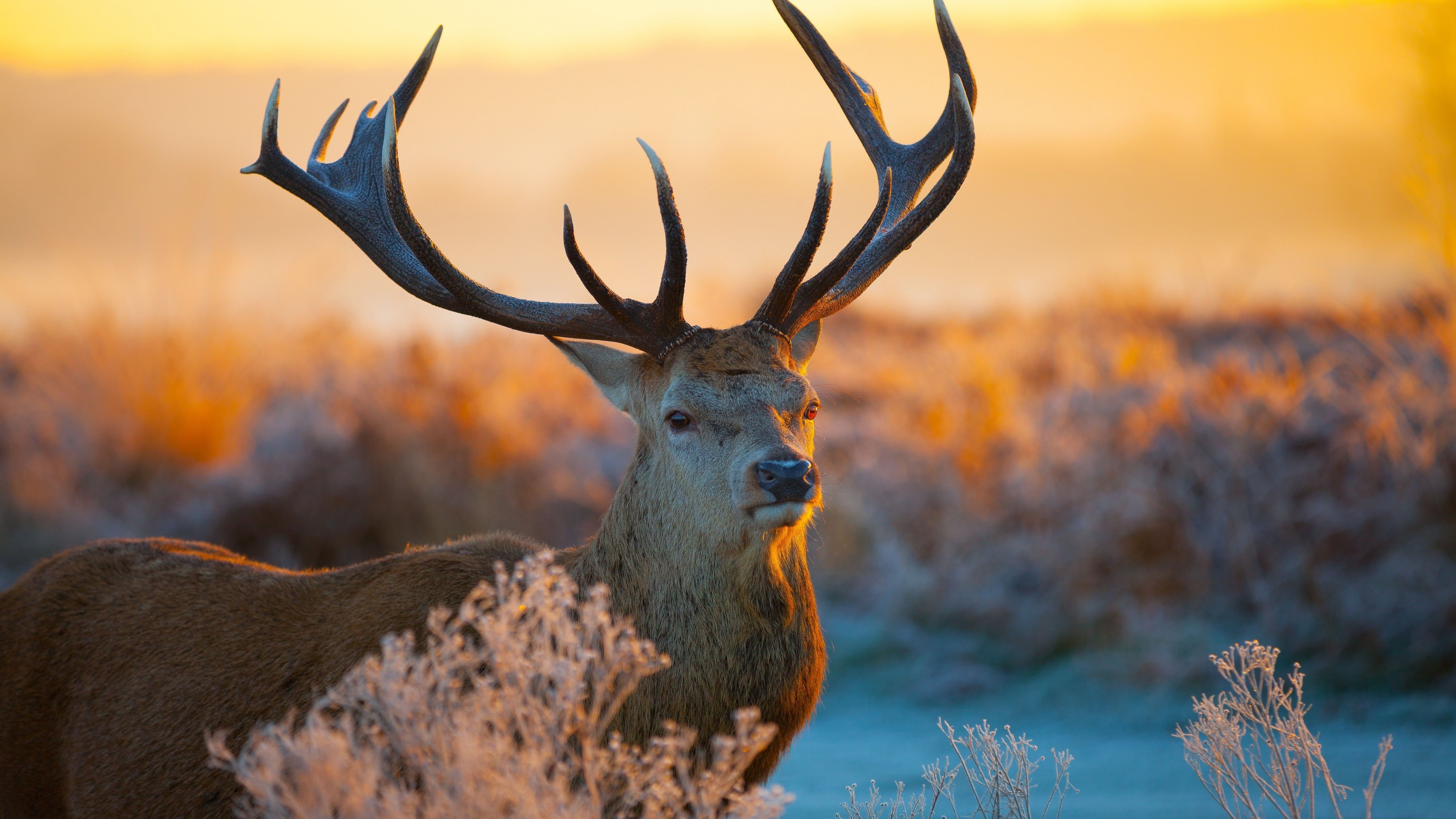 Tailed Deer Wallpaper for Desktop 4K 3840x2160