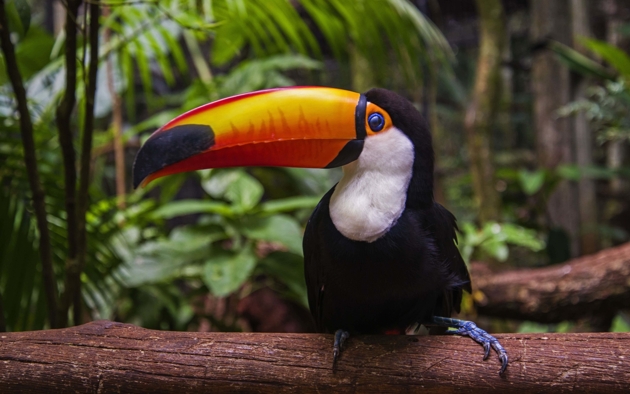 Toucan Wallpaper for Desktop 2560x1600