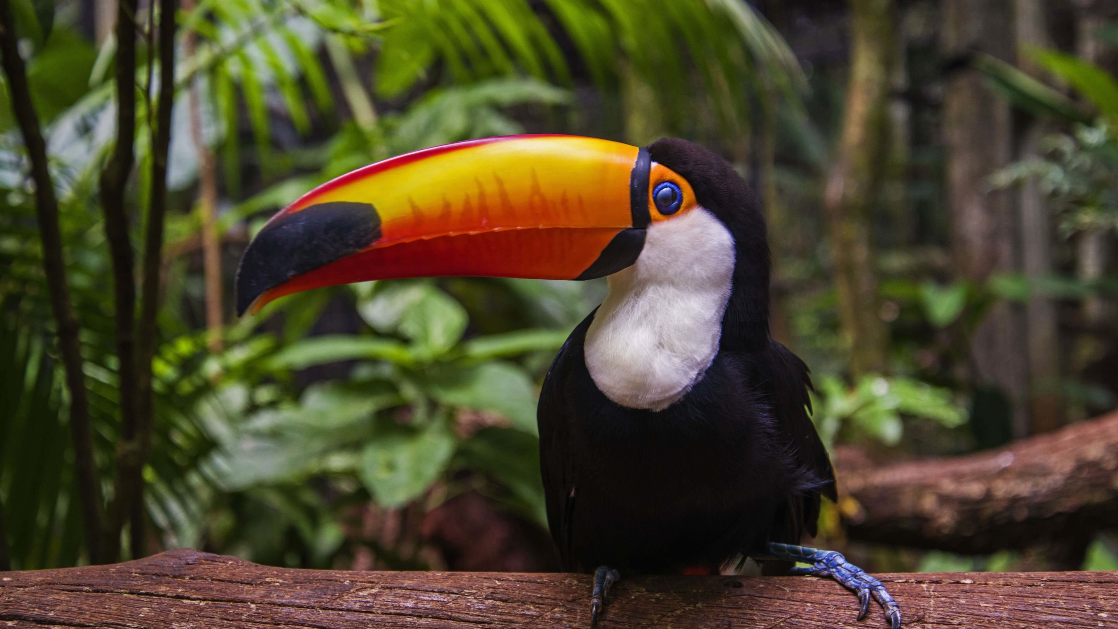 Toucan Wallpaper for Desktop 4K 3840x2160