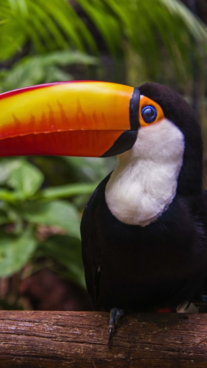 Toucan Wallpaper for SAMSUNG Galaxy Note 2