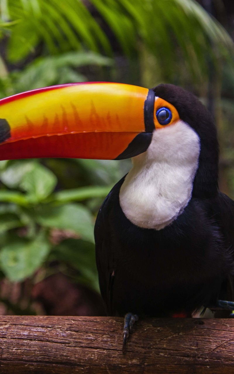 Toucan Wallpaper for Amazon Kindle Fire HD