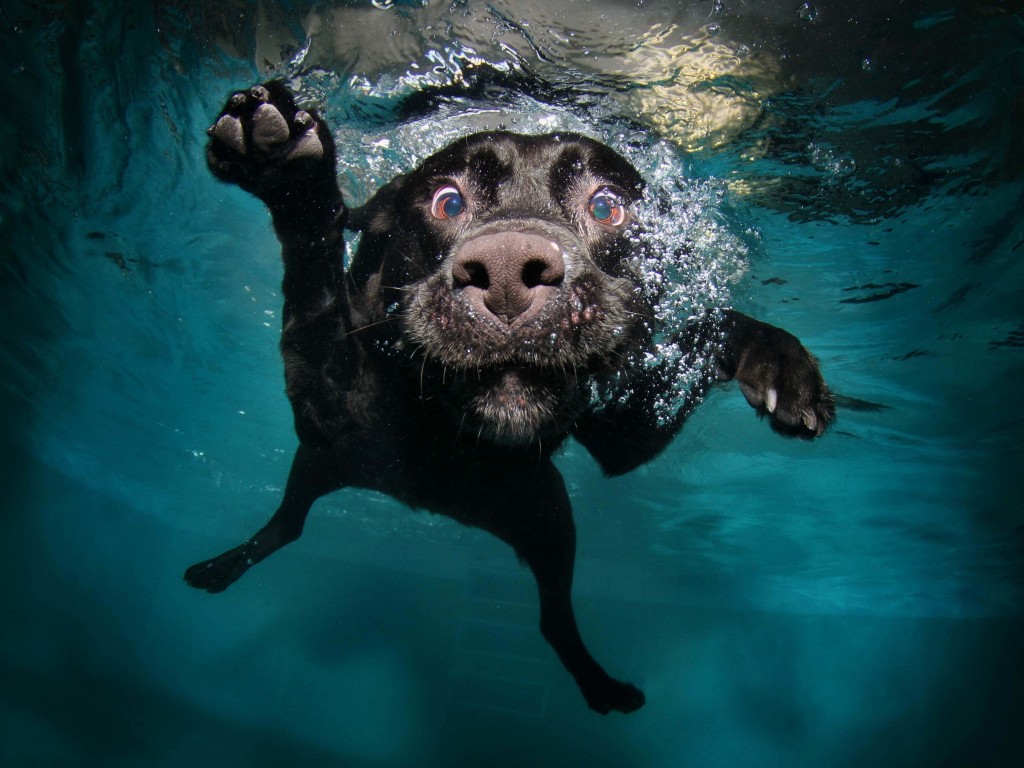 Underwater Dog Wallpaper for Desktop 1024x768