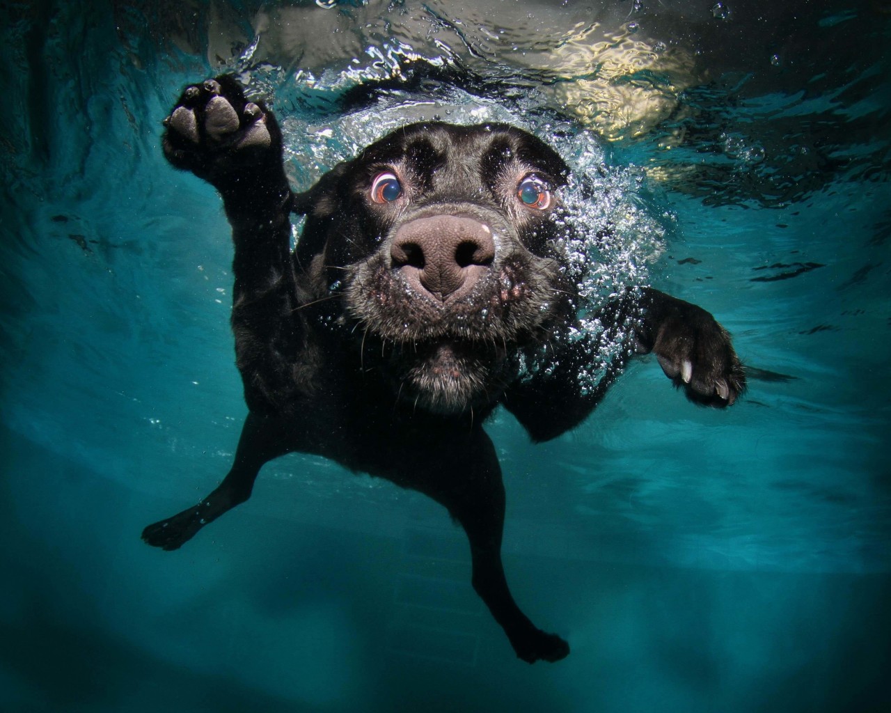 Underwater Dog Wallpaper for Desktop 1280x1024