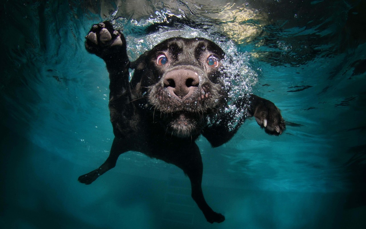 Underwater Dog Wallpaper for Desktop 1280x800