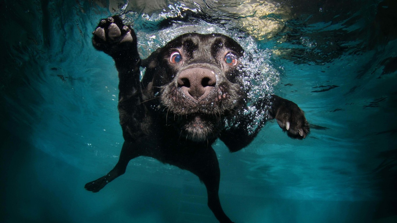 Underwater Dog Wallpaper for Desktop 1366x768