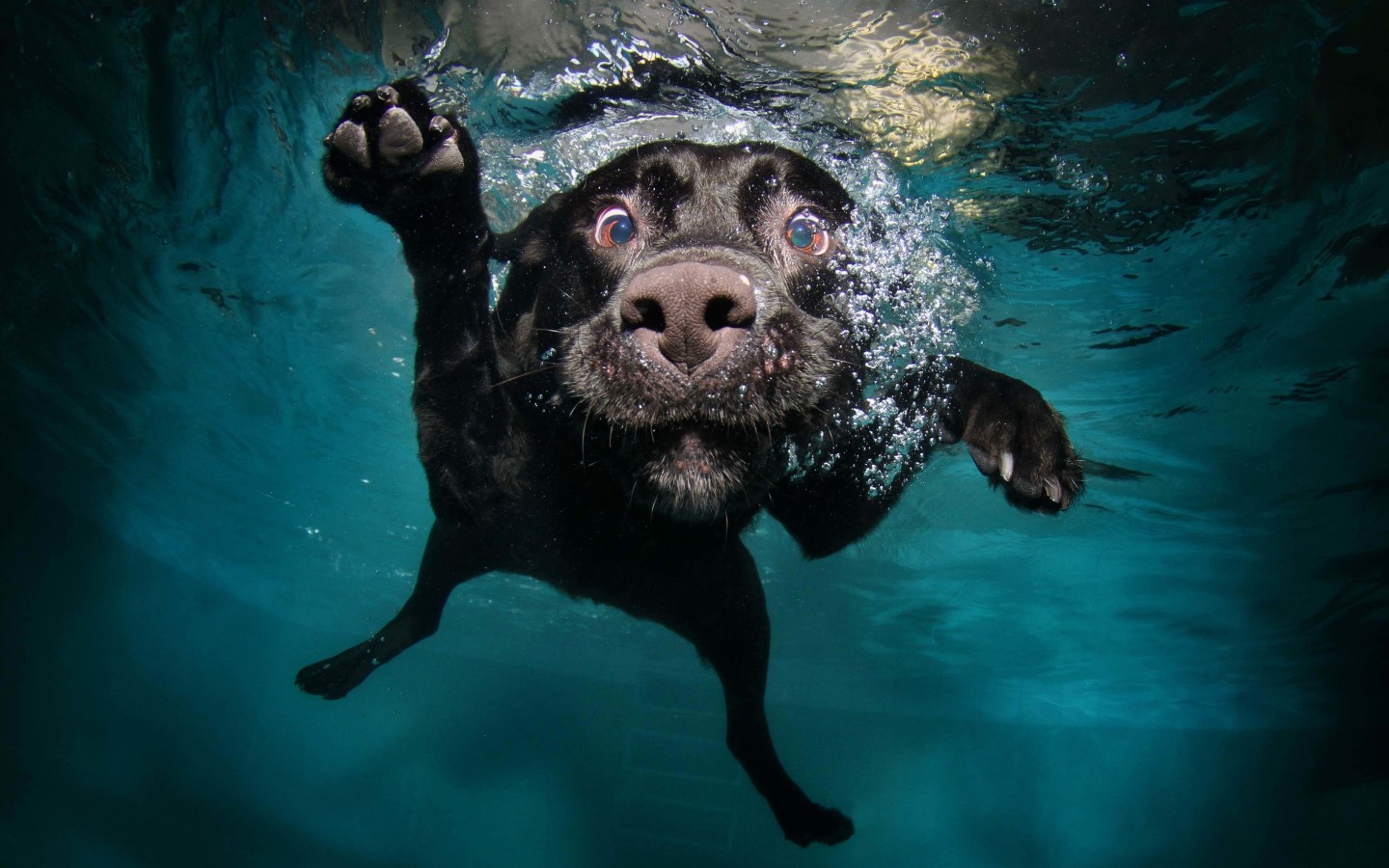 Underwater Dog Wallpaper for Desktop 1440x900