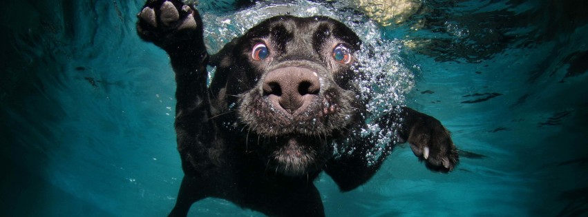 Underwater Dog Wallpaper for Social Media Facebook Cover