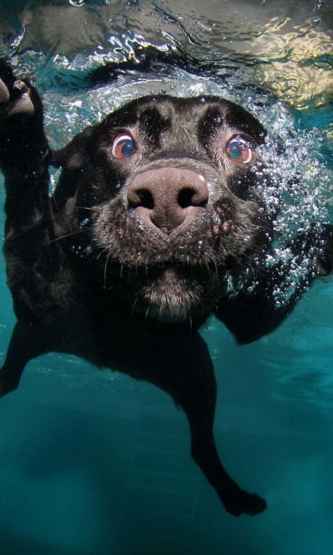 Underwater Dog Wallpaper for HTC Desire HD
