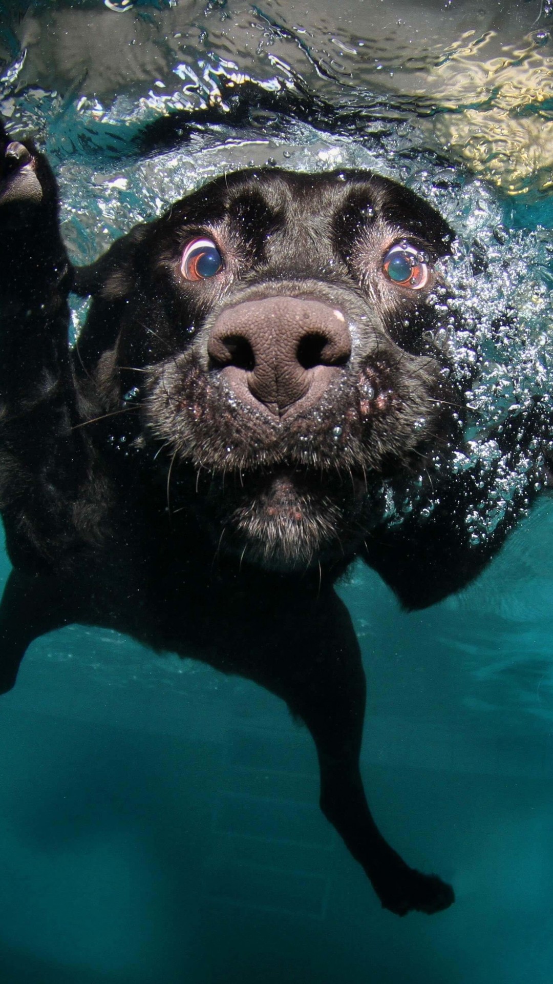 Underwater Dog Wallpaper for HTC One
