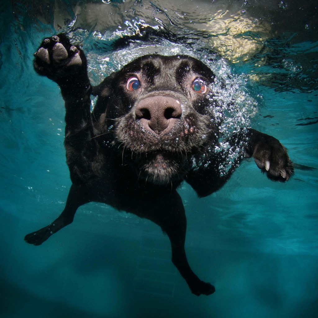 Underwater Dog Wallpaper for Apple iPad 2