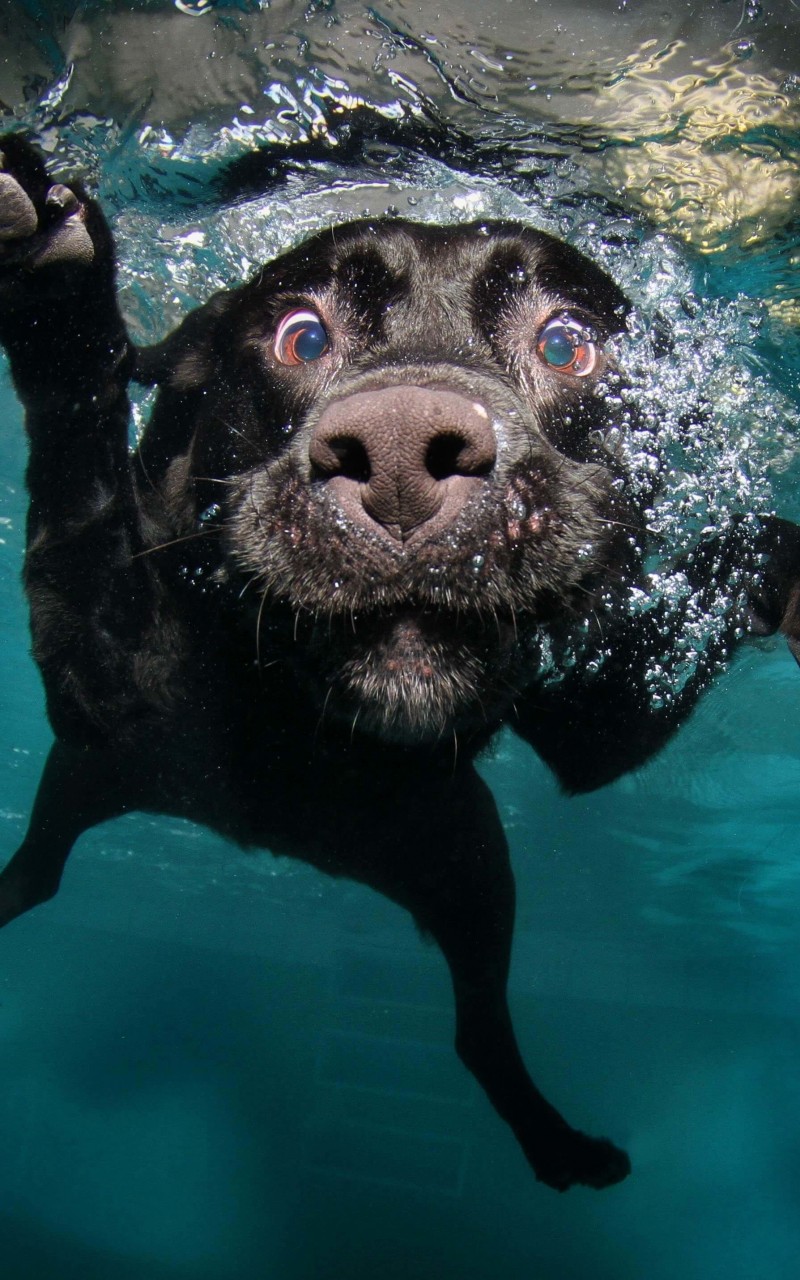 Underwater Dog Wallpaper for Amazon Kindle Fire HD
