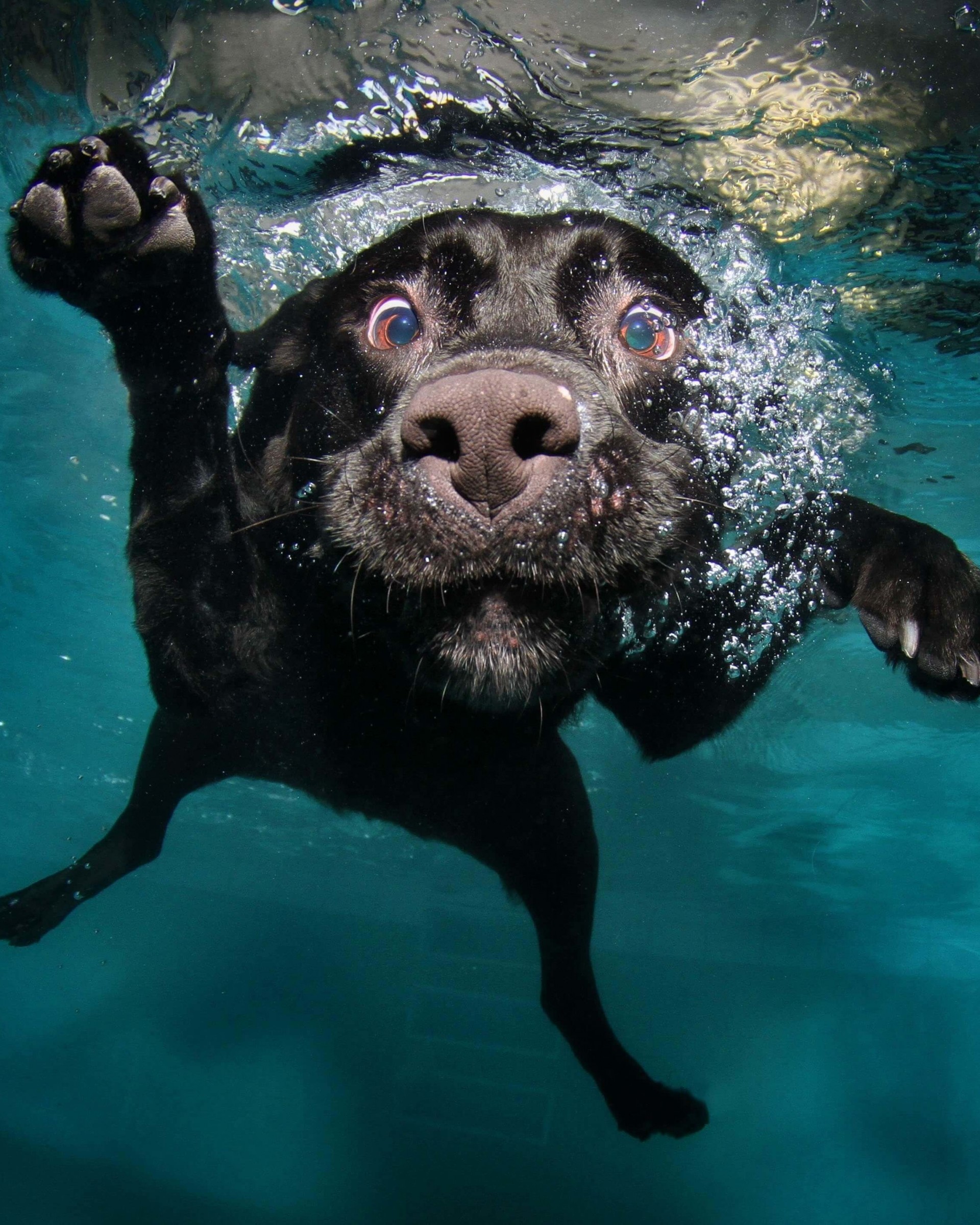 Underwater Dog Wallpaper for Google Nexus 7