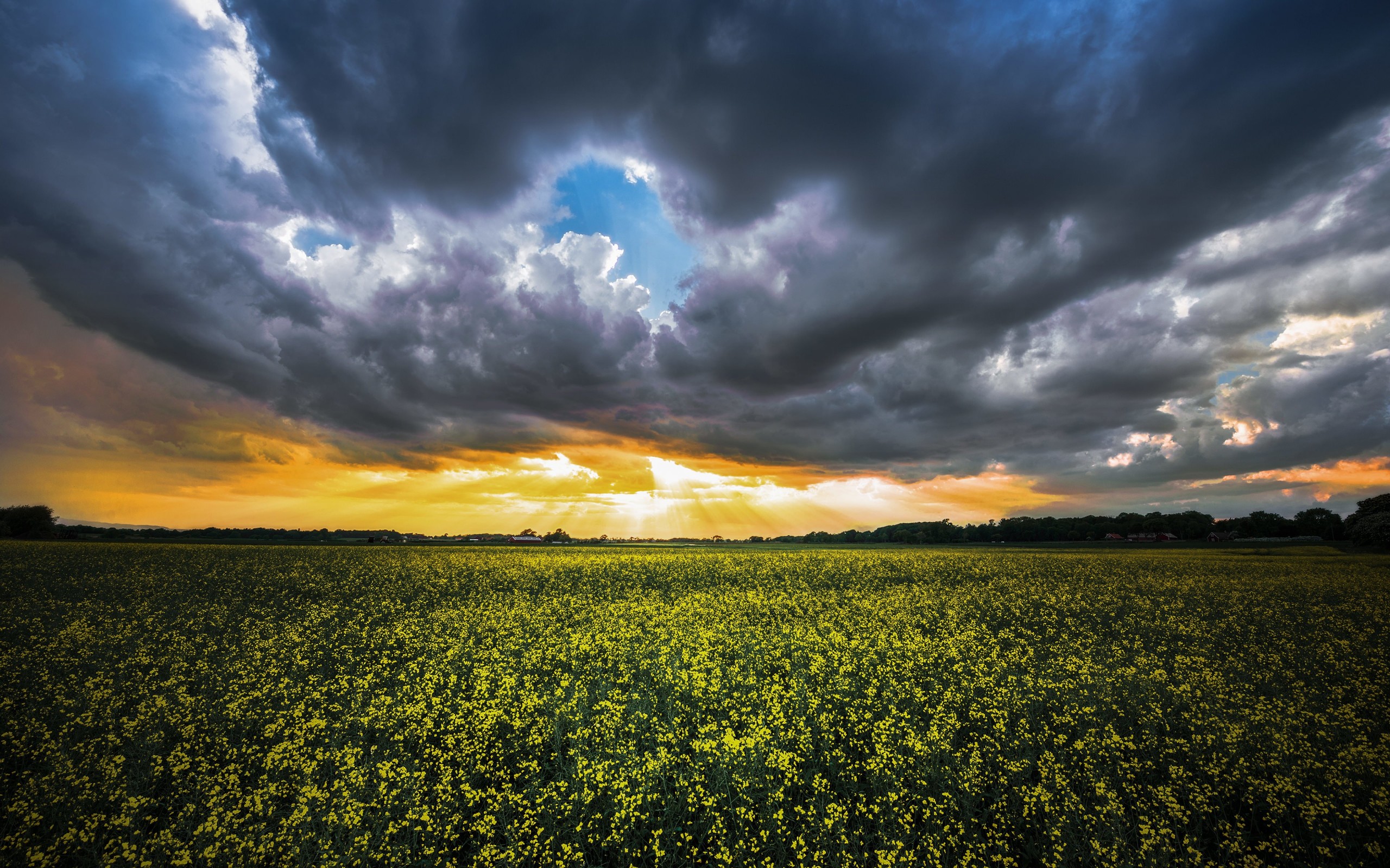 Where the Yellow Fields are Swaying Wallpaper for Desktop 2560x1600