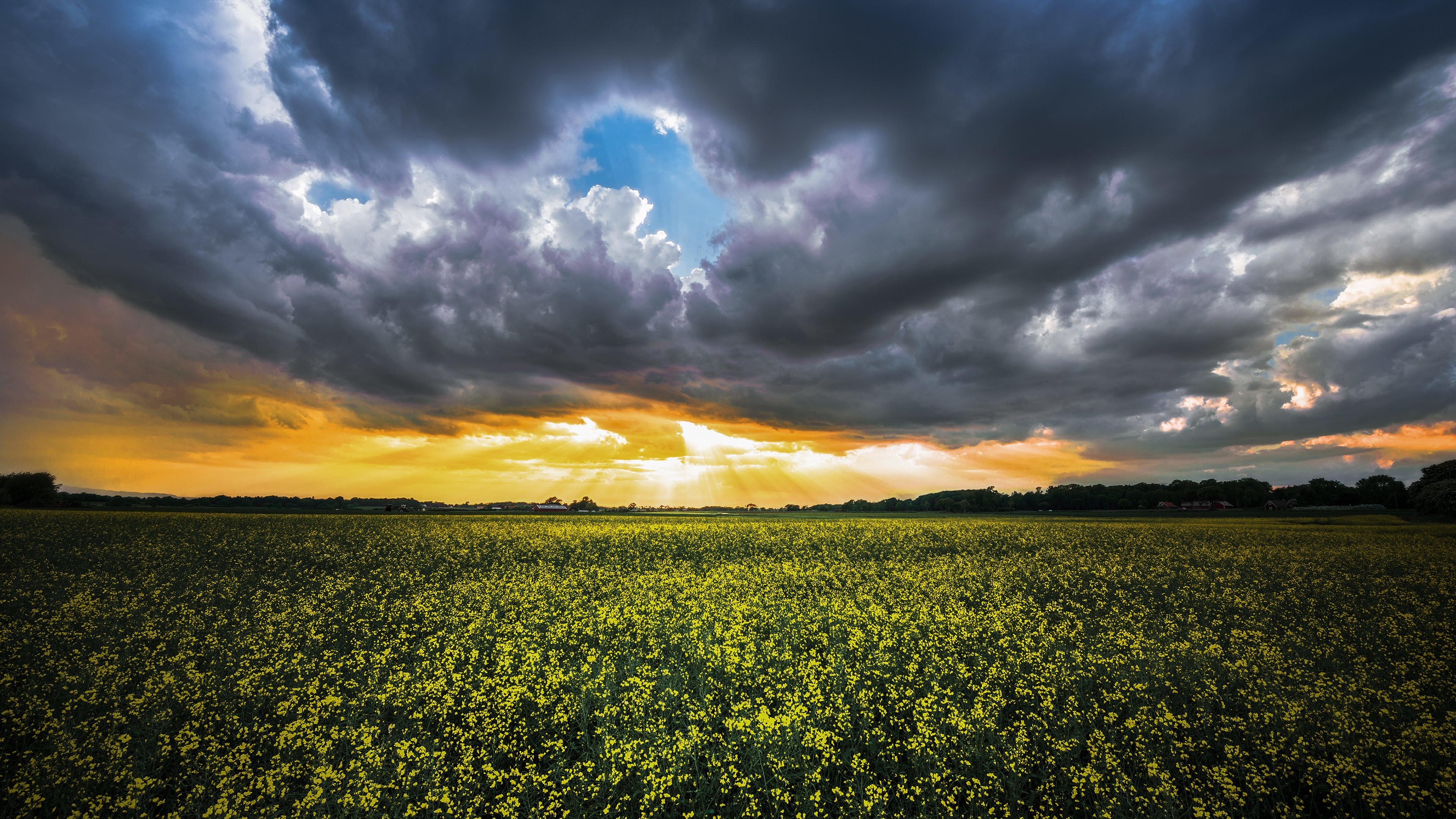 Where the Yellow Fields are Swaying Wallpaper for Desktop 4K 3840x2160