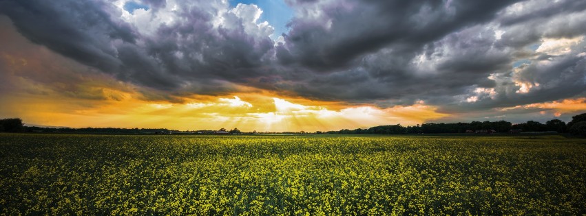 Where the Yellow Fields are Swaying Wallpaper for Social Media Facebook Cover