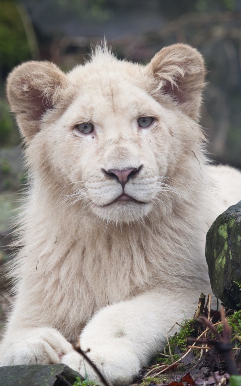 White Lions Wallpaper for Amazon Kindle Fire HD