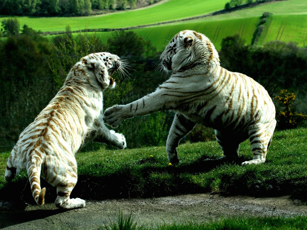 White Tigers Fighting Wallpaper for Desktop 1024x768