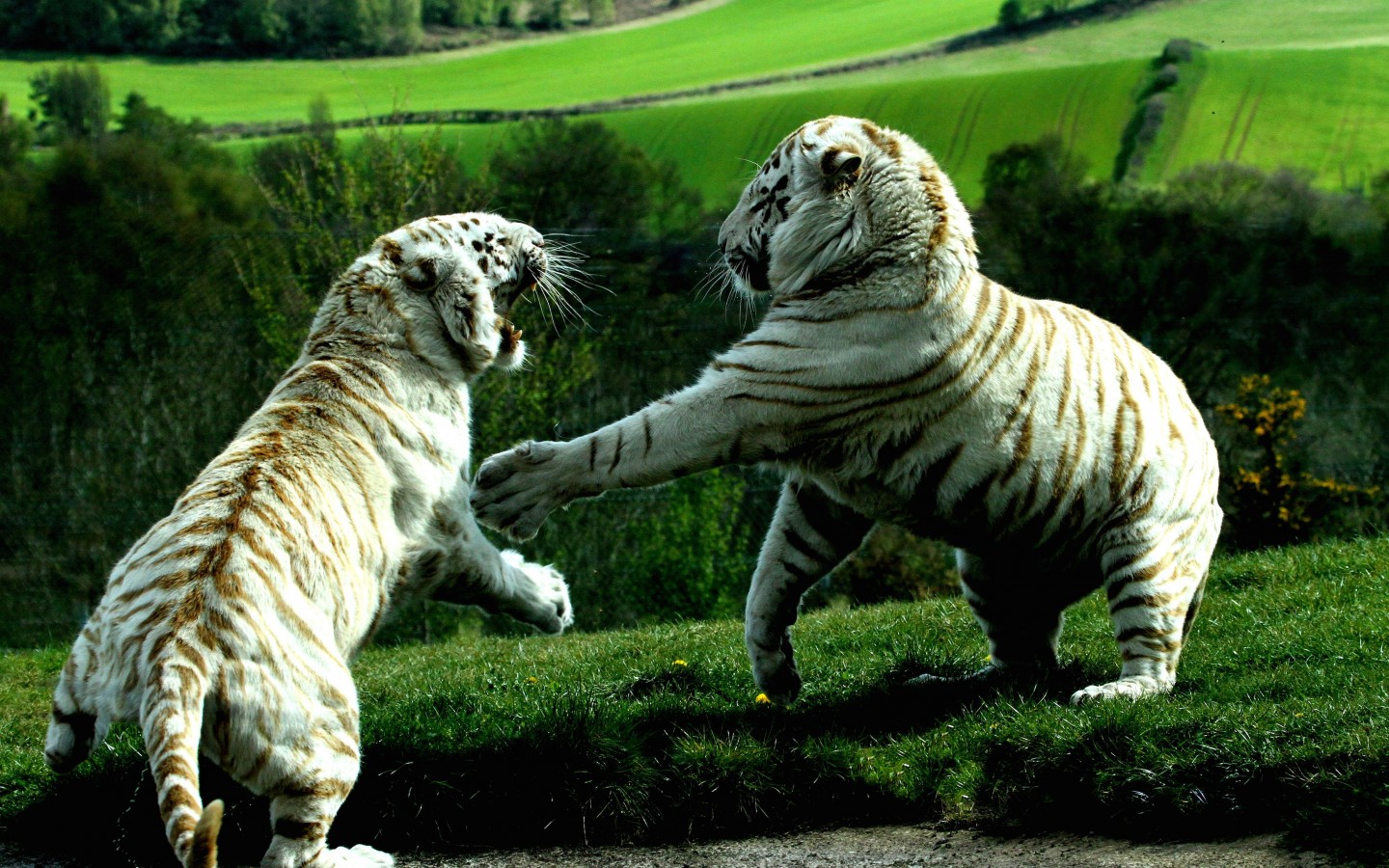 White Tigers Fighting Wallpaper for Desktop 1440x900