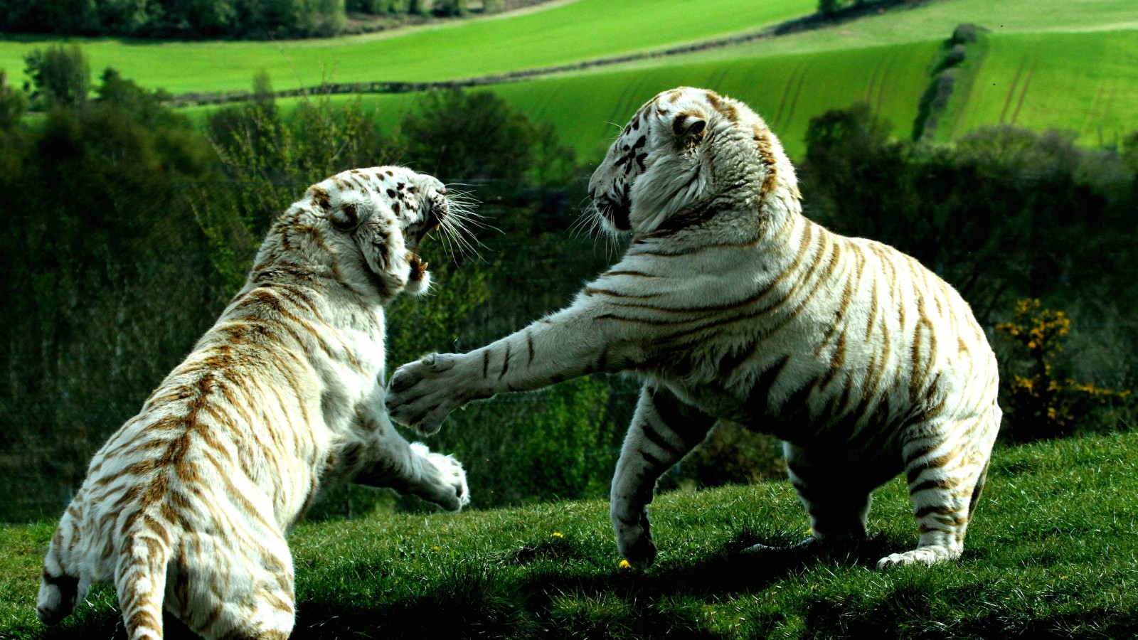 White Tigers Fighting Wallpaper for Desktop 1600x900