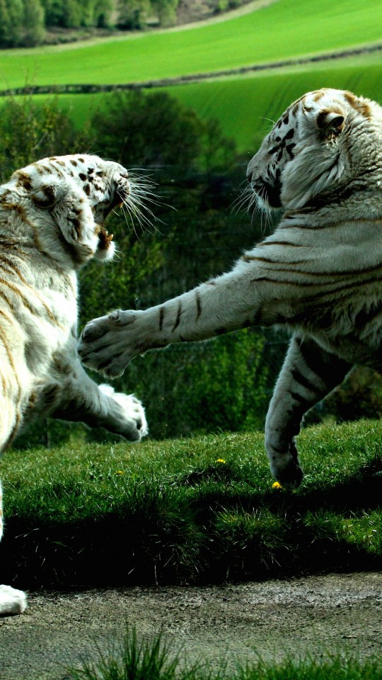 White Tigers Fighting Wallpaper for SAMSUNG Galaxy S4 Mini