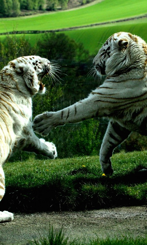 White Tigers Fighting Wallpaper for HTC Desire HD