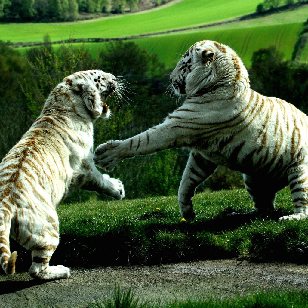 White Tigers Fighting Wallpaper for Apple iPad 2
