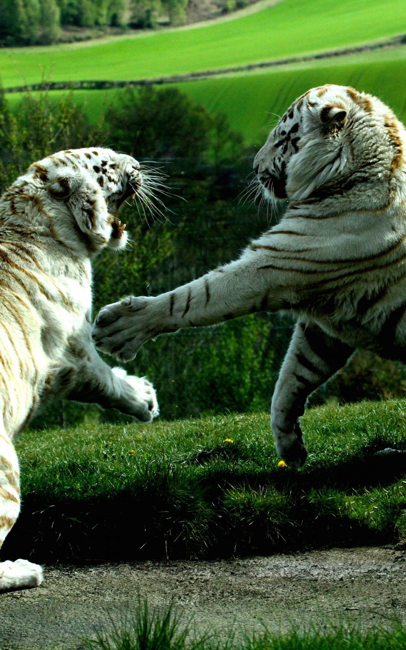 White Tigers Fighting Wallpaper for Amazon Kindle Fire HD