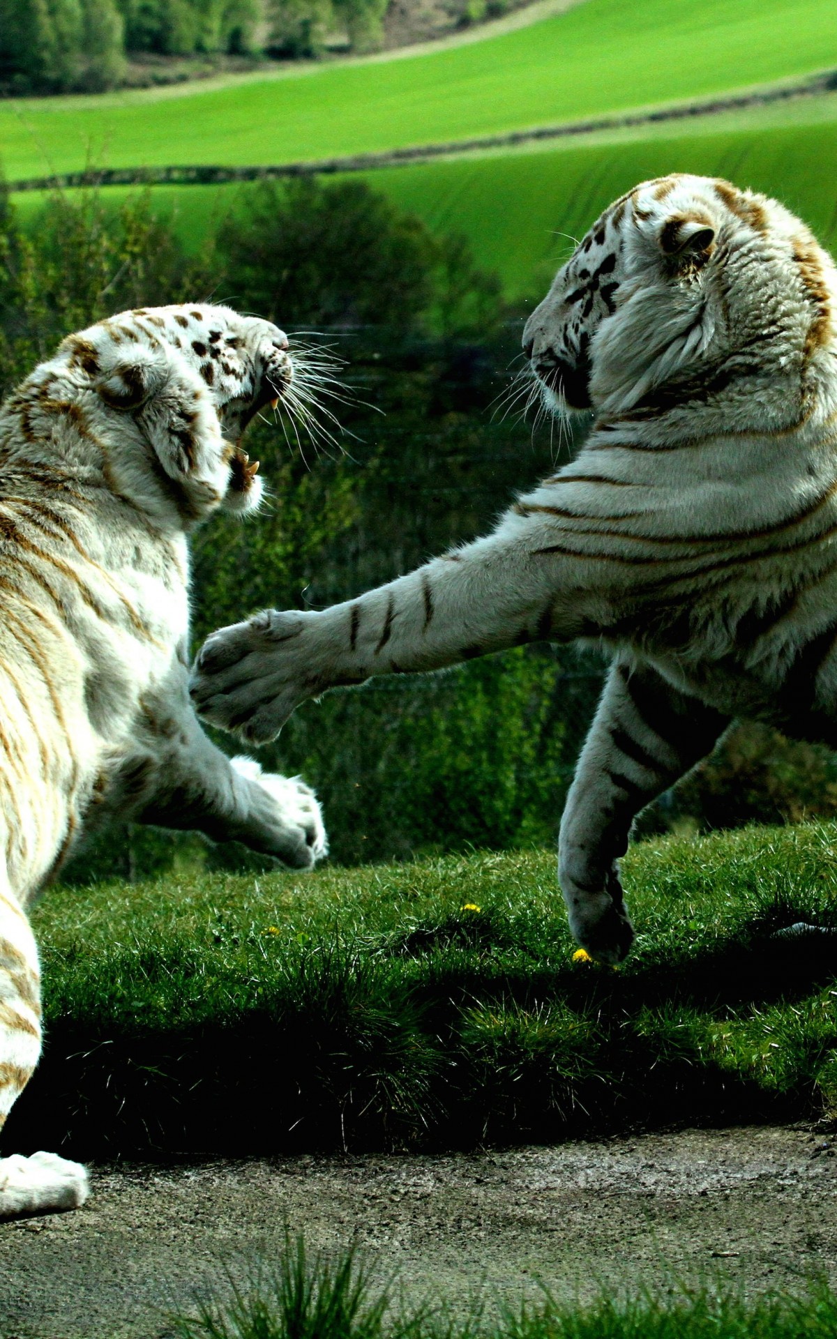 White Tigers Fighting Wallpaper for Amazon Kindle Fire HDX