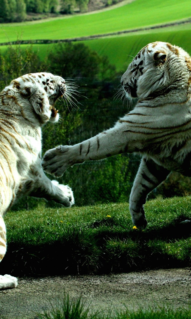 White Tigers Fighting Wallpaper for LG Optimus G