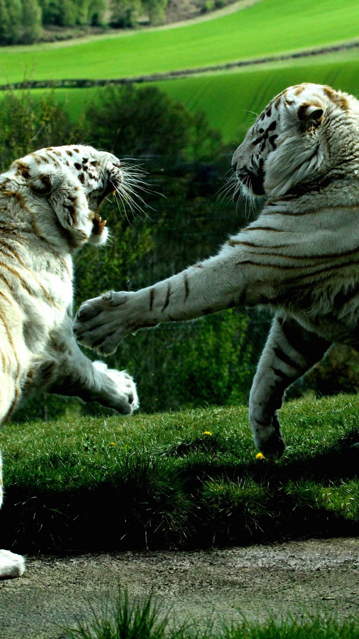 White Tigers Fighting Wallpaper for Xiaomi Redmi 1S